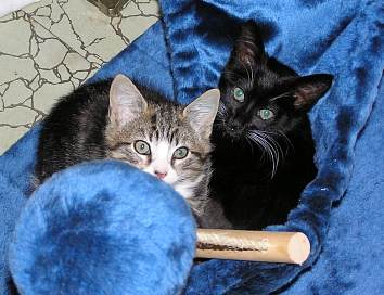 new kittens