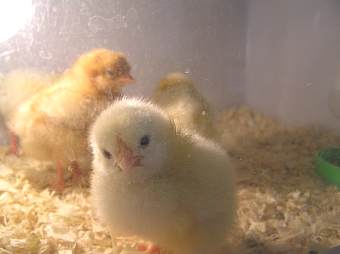 chicks