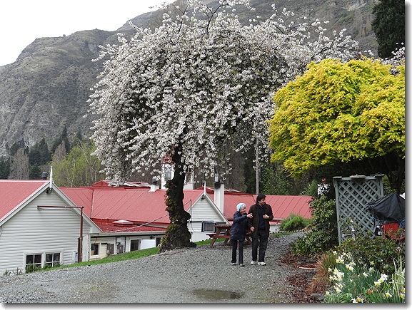 blossom tree
