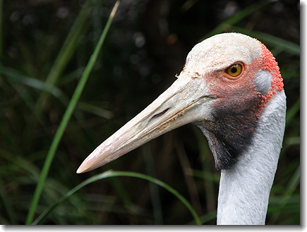 brolga