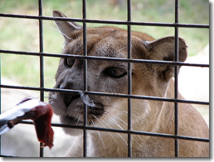 cougar