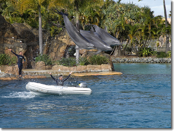 dolphins