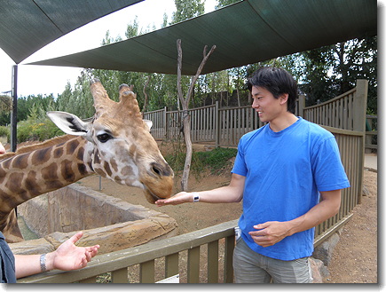 giraffe