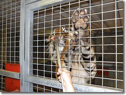 tiger