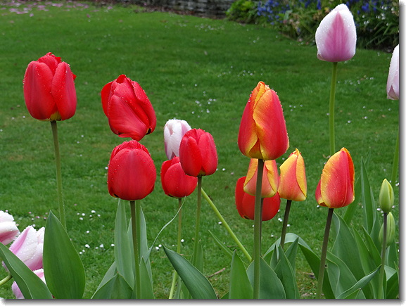 tulips