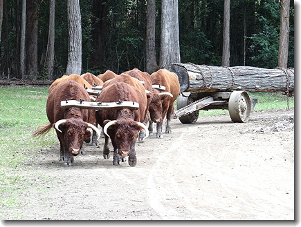 bullocks