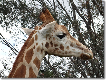 giraffe