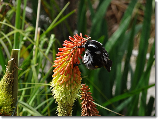 honeyeater