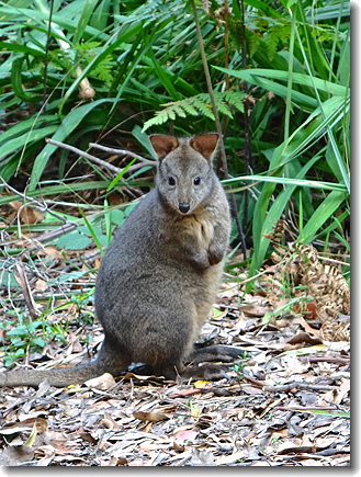 pademelon