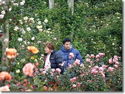 roses