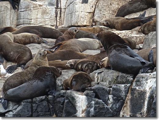 more seals