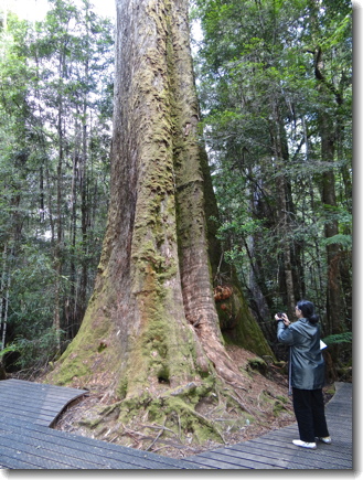 tree base