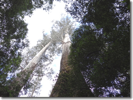 Tree Tops