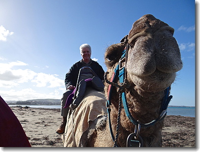 camel