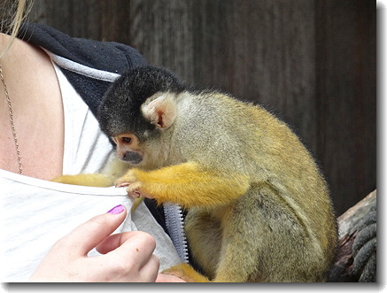 monkey