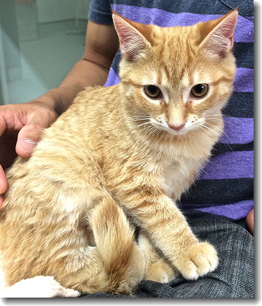 Butterscotch