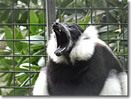 lemur