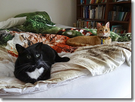 cats
