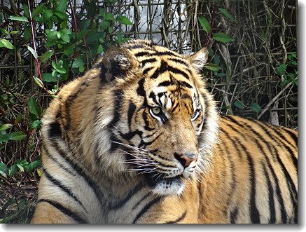 tiger