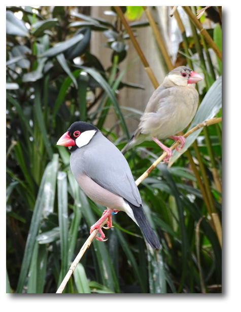 bird