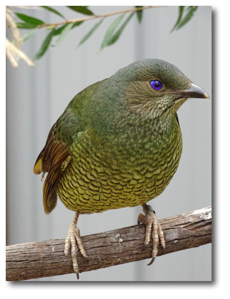 bird