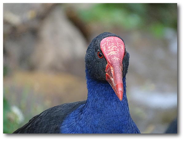 water bird