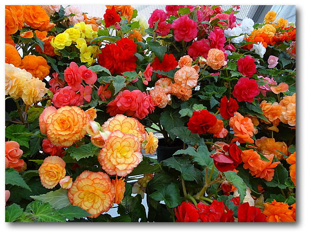 begonias