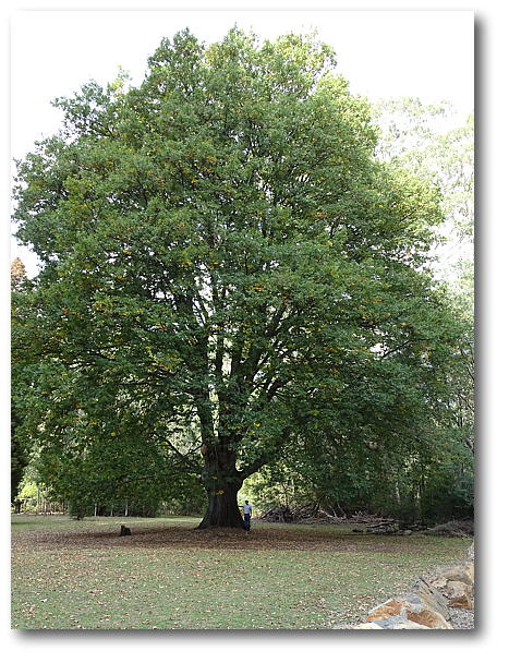 tree