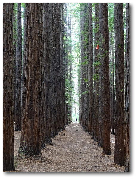 trees