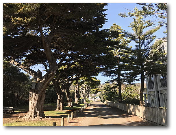 trees